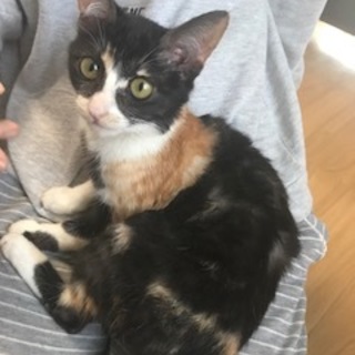 ●三毛猫保護●生後半年●メス●人懐こい&甘えん坊●
