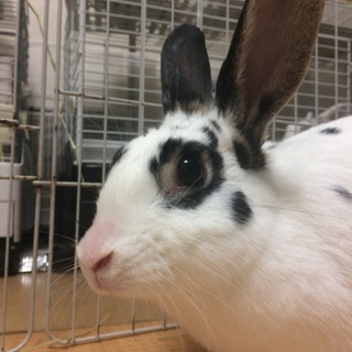 ミニウサギ♀あずきちゃん