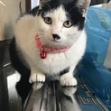 お外で耐えていた子猫ちゃん