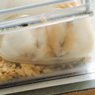 生後1ヶ月のジャンガリアンハムスター4匹