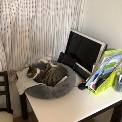 名前が決まった