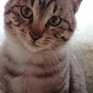 別サイトで里親様が決まりました(^^)