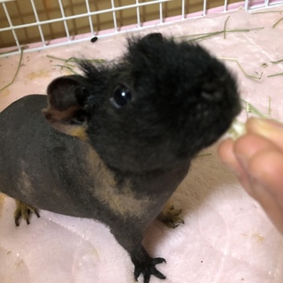 スキニーギニアピックの女の子