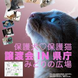 埼玉県庁犬猫譲渡会