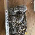 ハムスター 子供