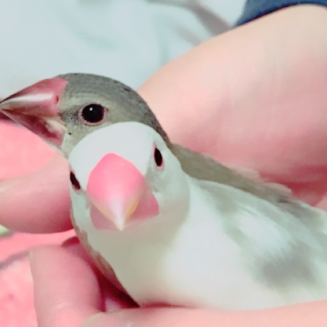 わっしょいのカバー写真