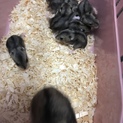 ハムスター複数