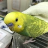 わっしょい