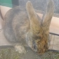 平成29年12月21日冬至生まれの仔ウサギ♂