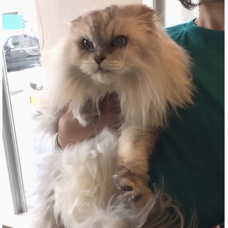 急募！スコティッシュ「ゆうひちゃん」♡