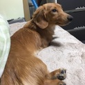 ミニチュアダックス  3歳ぐらい