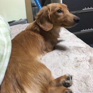 ミニチュアダックス  3歳ぐらい