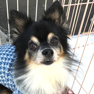 「アンジュ」人も犬も好きな甘ったれくん