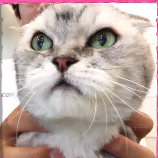 急募！スコティッシュ「あさぎちゃん」♡