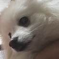 1歳のポメラニアン男の子