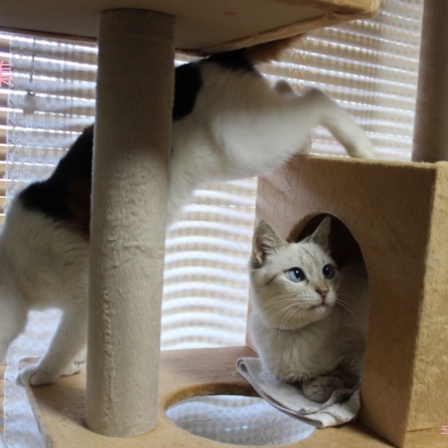 岡山動物愛護会のカバー写真