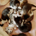 子猫の里親募集します！