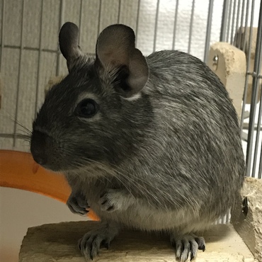ヒナちゃまをお迎えして約4ヶ月♡まだまだ成長中♡