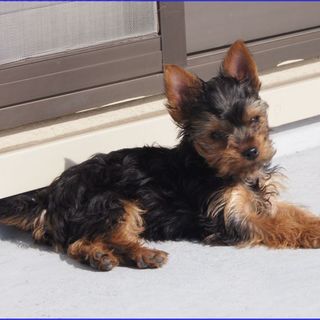 ヨーキー仔犬３ヵ月