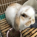 ロップイヤー