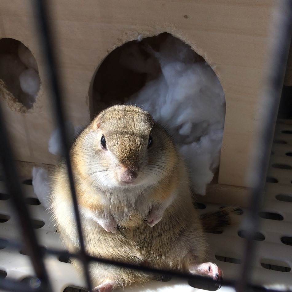 リチャのカバー写真