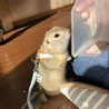 お散歩外に出してみたら固まった。。。w