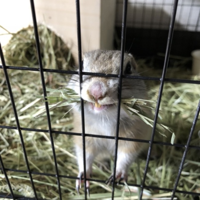 GAO30のカバー写真