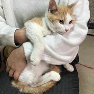 フワモコ茶白の翔くん