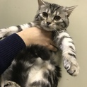 順に対応中  甘えん坊のスコ