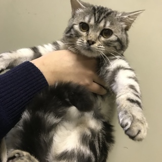 順に対応中  甘えん坊のスコ