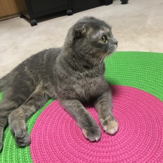 よろしくお願いします。