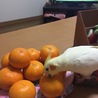 の写真