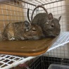 デグー ブルー・ノーマル サムネイル2