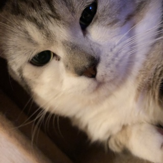 急募‼︎2匹一緒に飼える方、マンチカンとミヌエット