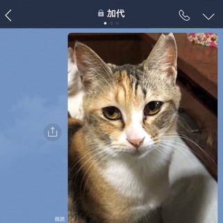 甘えん坊な猫、家族として飼って下さい。