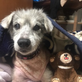 ☆可愛くて元気なオジサン犬☆