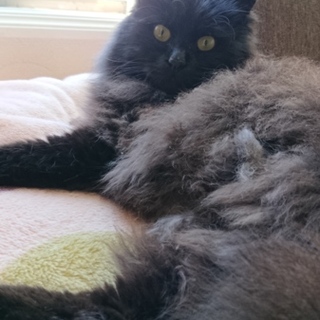 ふわふわの黒猫です！トライアル決定しました！