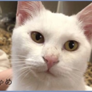 とても甘えん坊な猫、家族募集中‼︎