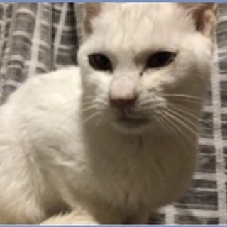 優しい白猫、大事に飼って下さる方募集中‼︎