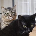 黒白＆キジの仲良し大人猫さん、2匹一緒での譲渡希望