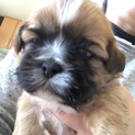 シーズー✖️トイプーMIX犬 生後一ヶ月