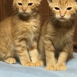 「猫餌食べない　理由　猫伝染性腹膜炎（FIP）」サムネイル2