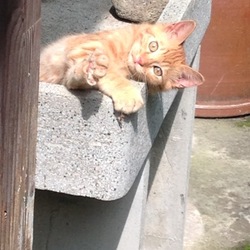 「猫餌食べない　理由　猫伝染性腹膜炎（FIP）」サムネイル3