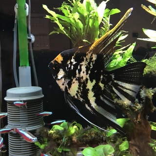 エンゼルフィッシュ4匹　Lサイズ