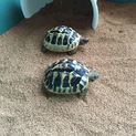 ヒガシヘルマンリクガメ多甲2匹