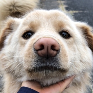 【緊急】穏やかな男の子の里親募集中！