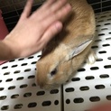 ミニウサギ