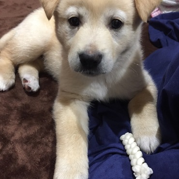 くーちゃんの写真