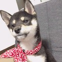 黒芝犬