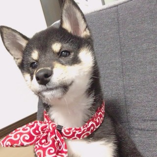 苫小牧市の犬の里親募集情報まとめ ペットのおうち 月間利用者150万人